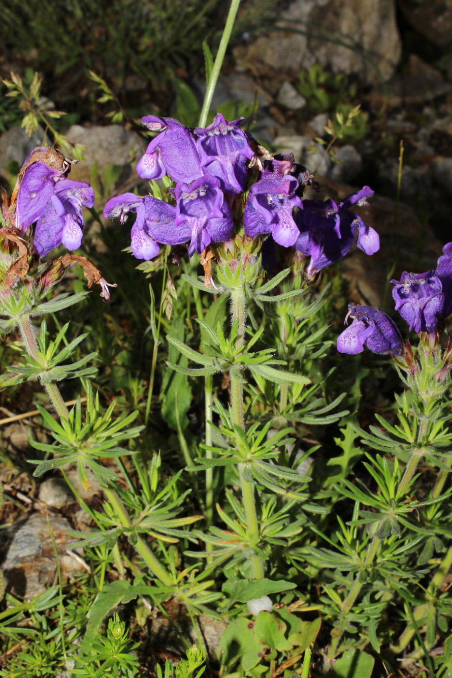 Dracocephalum austriacum / Melissa austriaca